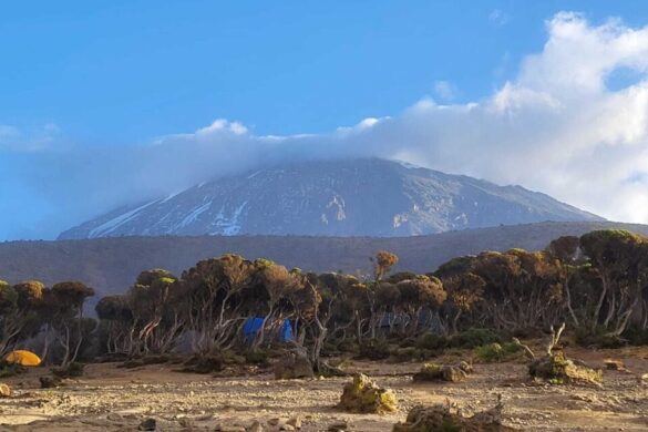 Déforestation et dérèglement climatique touchent le Kilimandjaro